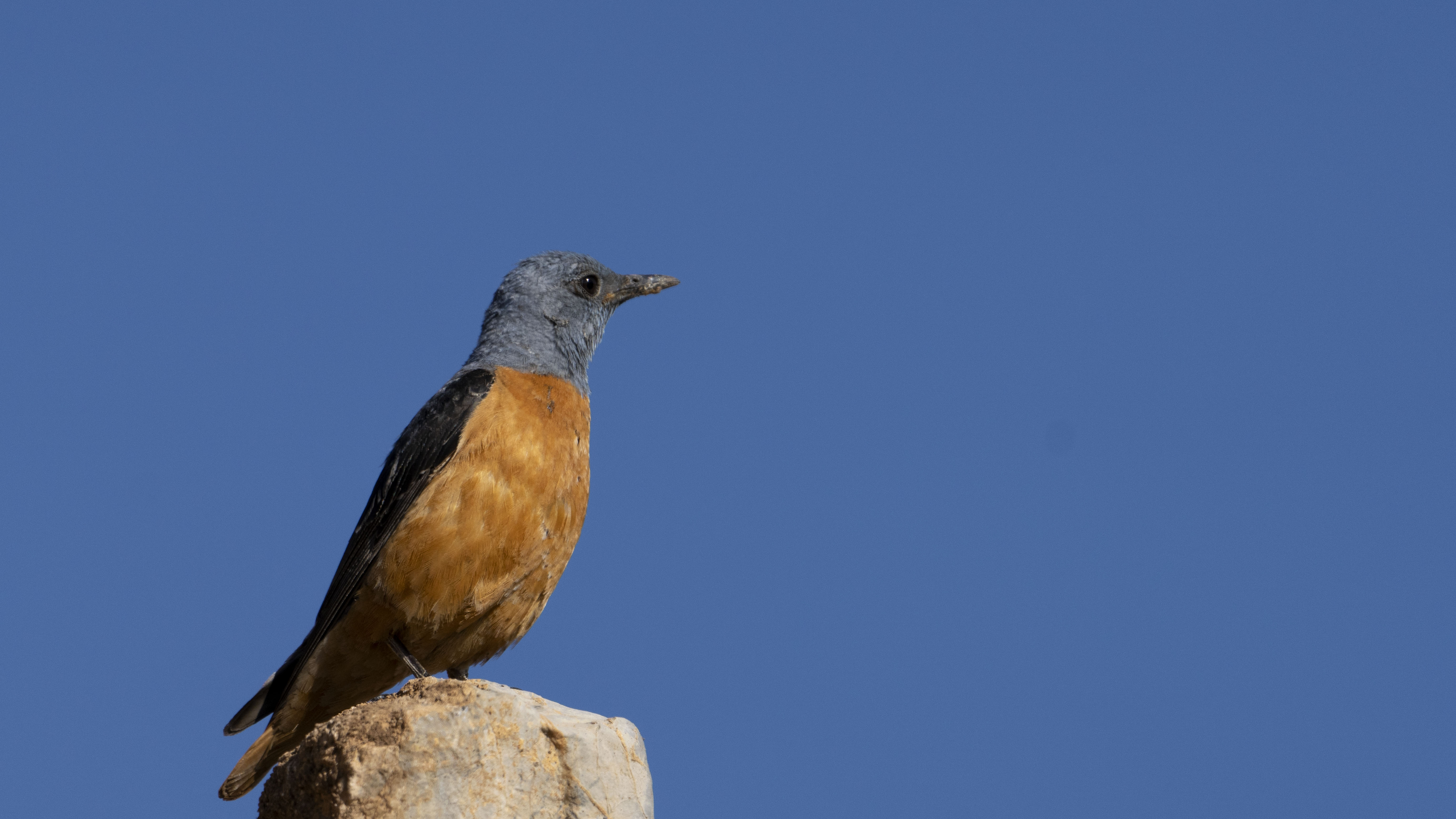 Rufous-tailed Rock-Thrush